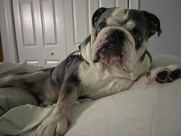 /Images/uploads/Long Island Bulldog Rescue/LIBR-2025-Calendar/entries/32437thumb.jpg